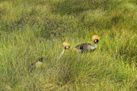 Nairobi: Lake Nakuru National Park and Lake Naivasha Tour