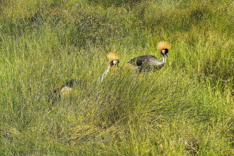 Nairobi: Lake Nakuru National Park and Lake Naivasha Tour