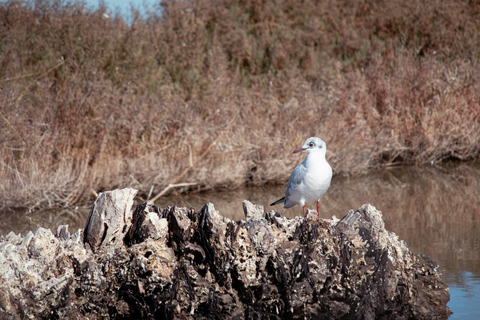 Guided Marine Life Excursion in Estepona Guided Marine Life 2h