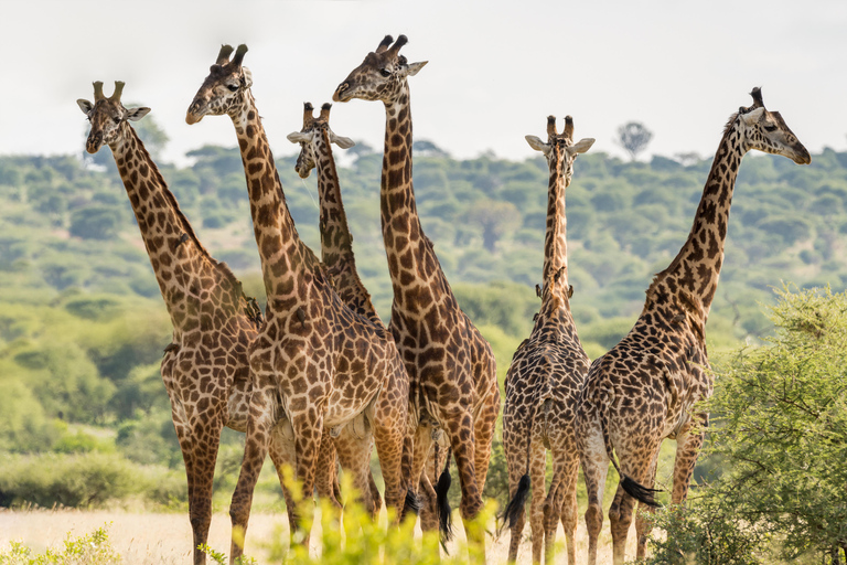 Safári de dois dias em Tarangire e na cratera de NgorongoroGrupo privado com acomodação em acampamento de luxo médio