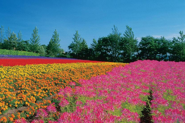 Sapporo Day Tour: Biei Blue Pond & Lavender Farm with Lunch 7:30 Pickup Point + Flower Sea Ticket (with Buffet + Melon)
