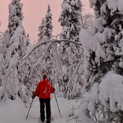 Levi: Reindeer Farm Visit and Snowshoe Adventure with Lunch