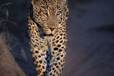 Victoria falls: Safari noturno com jantar de 3 pratos no mato