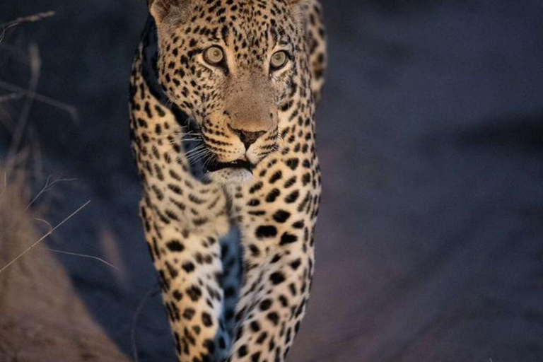 Victoria falls: Safari noturno com jantar de 3 pratos no mato