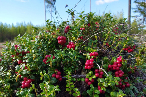 Rovaniemi forest foraging adventure: Pick, Prepare, Savor