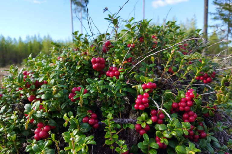 Rovaniemi forest foraging adventure: Pick, Prepare, Savor