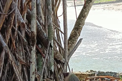 Guided Hike at The National Park of Cahuita