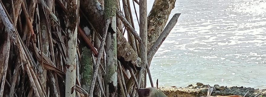 Cahuita : Parc national, faune et flore et visite touristique guidée