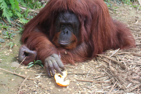 Penang: Bukit Merah Orangutan Island & George Town Tour