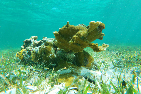 Au départ de Cancun : Aventure de plongée en apnée à Puerto Morelos avec collations