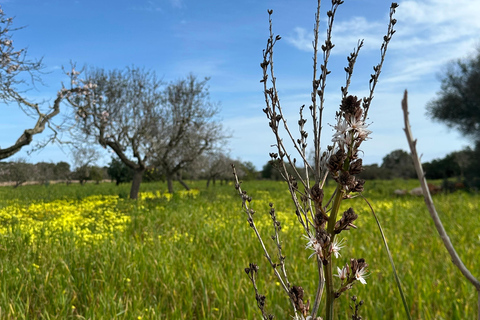 Hiking tour with a dream view of the former monastery of Sant Salvador, 3-4 hours. Hiking tour with fantastic views to the former Sant Salvador monastery 3-4 hrs.