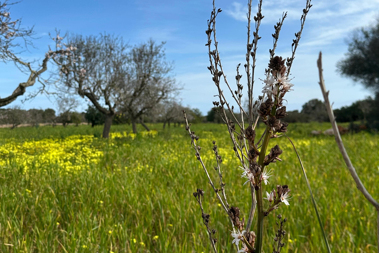 Hiking tour with a dream view of the former monastery of Sant Salvador, 3-4 hours. Hiking tour with fantastic views to the former Sant Salvador monastery 3-4 hrs.