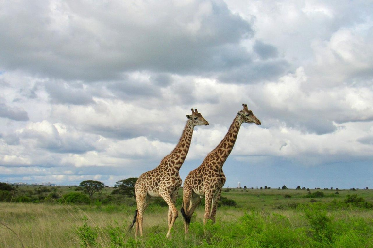 Nairobi National Park Scenic Wildlife-Packed Half-Day safari