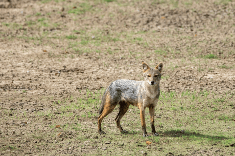 Anuradhapura: Wilpattu Safari, Kalu Diya Pokuna & Mihintale Stranded Budget Package