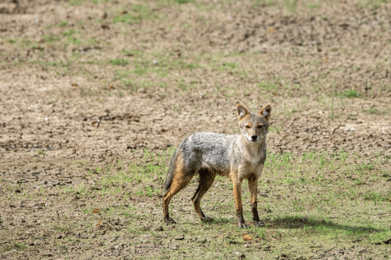 Anuradhapura: Wilpattu Safari, Kalu Diya Pokuna & Mihintale Stranded Budget Package