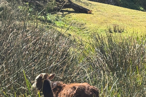 Addis Ababa: Gondar, Gorgora, and Bahir Dar 6-Day Tour