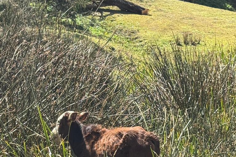 Addis Ababa: Gondar, Gorgora, and Bahir Dar 6-Day Tour