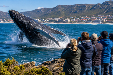 Cape Town: Whale Watching & Penguin Coastal Tour