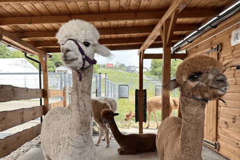 Alpaca Park: choose your alpaca for a walk + feeding