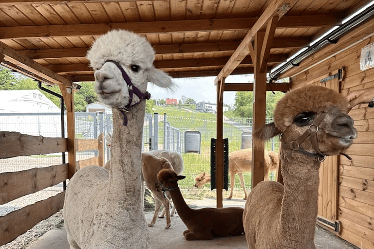 Alpaca Park: choose your alpaca for a walk + feeding