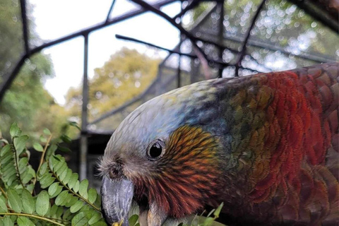 Dunedin City & Otago Peninsula Scenery Day Tour Private Tour