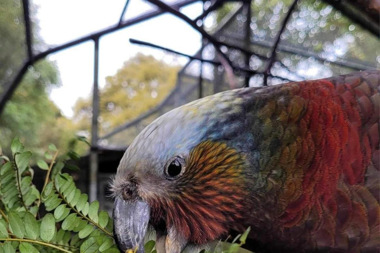 Dunedin City & Otago Peninsula Scenery Day Tour Private Tour