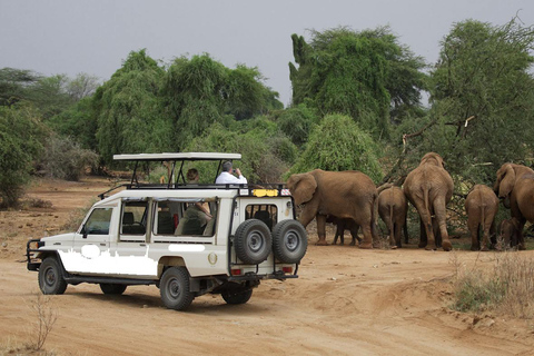 5 giorni di safari nella natura di Samburu, Ol-Pejeta e Aberdares