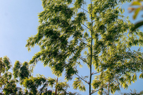 Itacaré: Maraú - 5-Day Silence and Purification Retreat