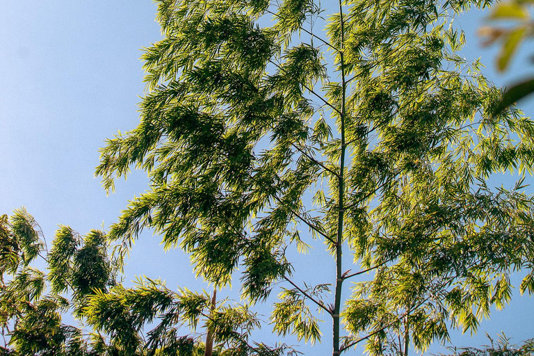 Itacaré: Maraú - 5-Day Silence and Purification Retreat