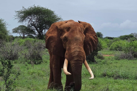 Mombasa: 3-Day Tsavo East/West & Kilimanjaro Views Safari