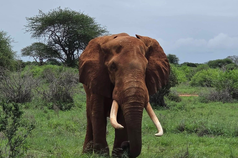 Mombasa: 3-Day Tsavo East/West & Kilimanjaro Views Safari
