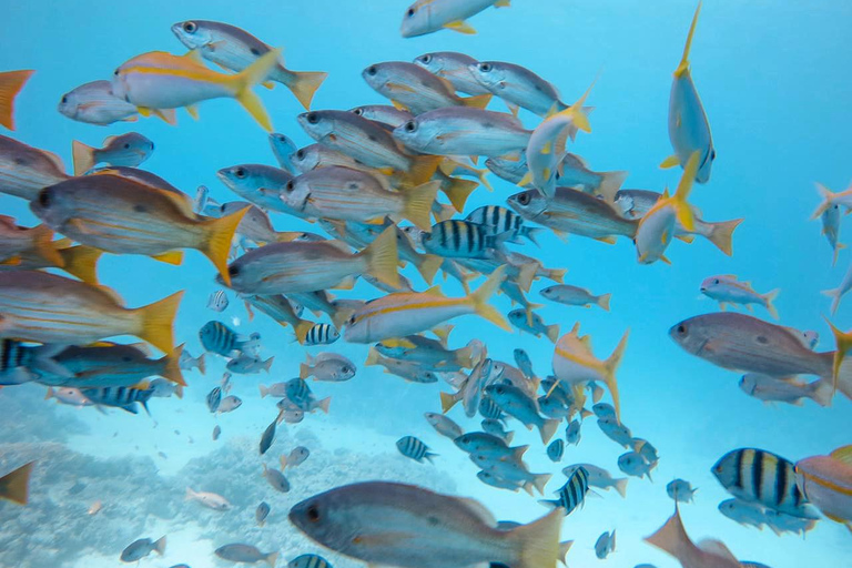 Sharm El Sheikh: Tiran Island Boat Diving & Snorkeling Intro Diving & Snorkeling – No Certification Required