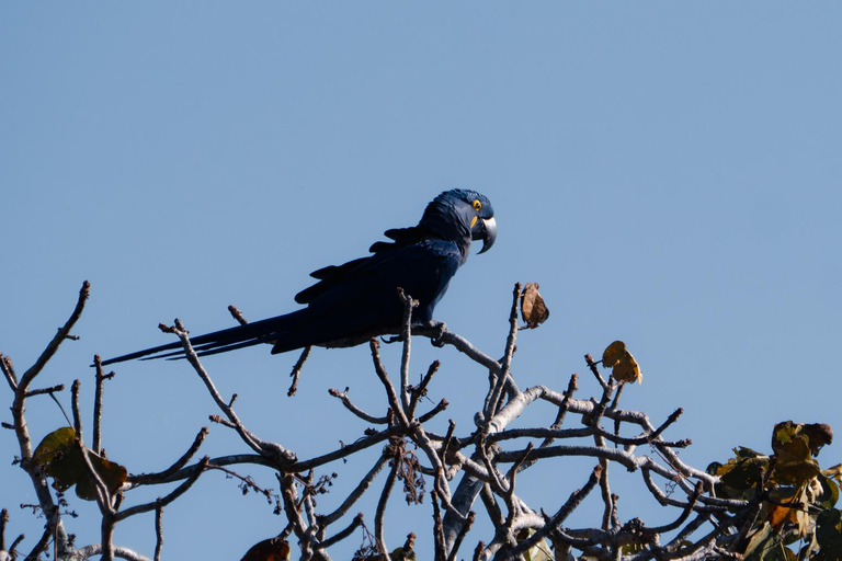 São Paulo: 3-Day Eco Safari Experience in the Pantanal