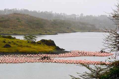 4-dniowe safari w Tanzanii niedrogie safari w domku średniej klasy