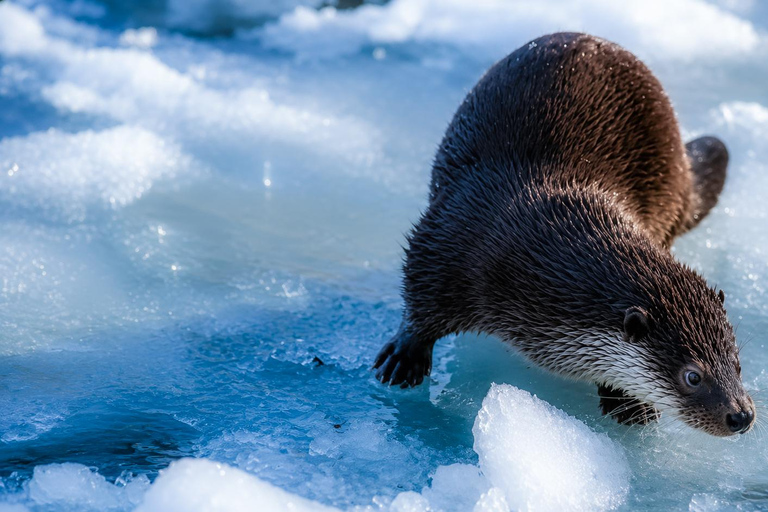 Rovaniemi: Ranua Wildlife Park, Polar Bears & Arctic Animals ⭐ Ranua Highlights | 4h | Polar Bears | Most Popular