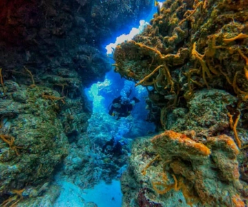 Cozumel: Two reef dives in Marine Park, certified divers