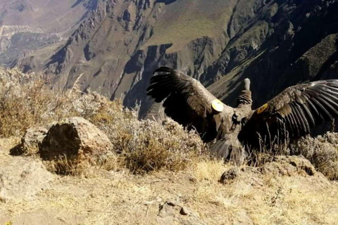 Da Arequipa: Colca Canyon tutto incluso | Giornata intera |