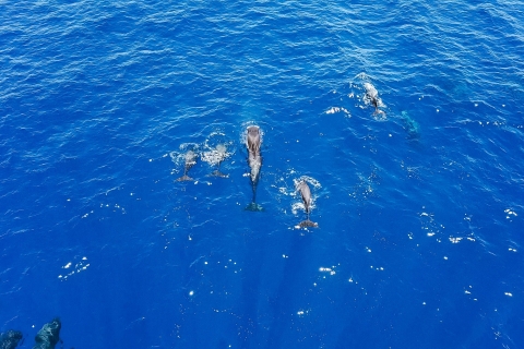 Depuis Costa Adeje : croisière d'observation des baleinesCroisière avec prise en charge dans le sud