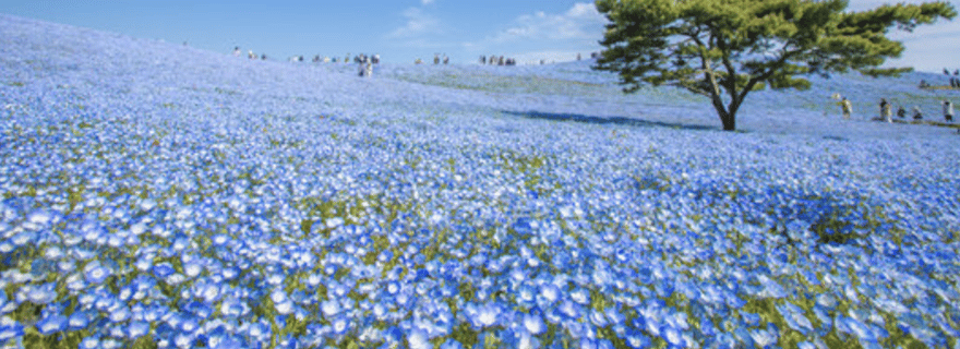 Ibaraki : visite privée personnalisable avec un guide de la région