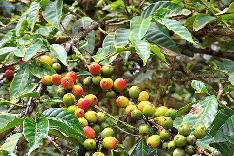 Tour privado de meio dia pela fazenda de café Fairview Estate