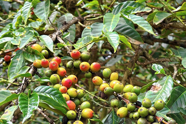 Tour privado de medio día por la finca de café Fairview Estate