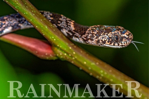 Puntarenas: Rainmaker Park Guided Tour with Lunch