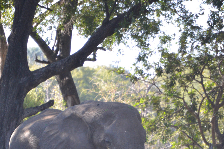 Livingstone: Recorridos de caza y paseo en rinoceronteLivingstone: Safari en el hermoso PN Mosi-Oa-Tunya