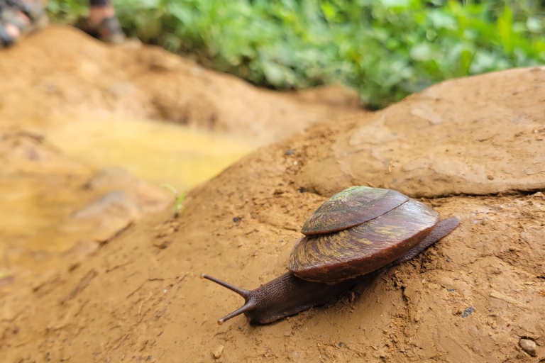 Fajardo: Przygoda z przewodnikiem w lesie deszczowym