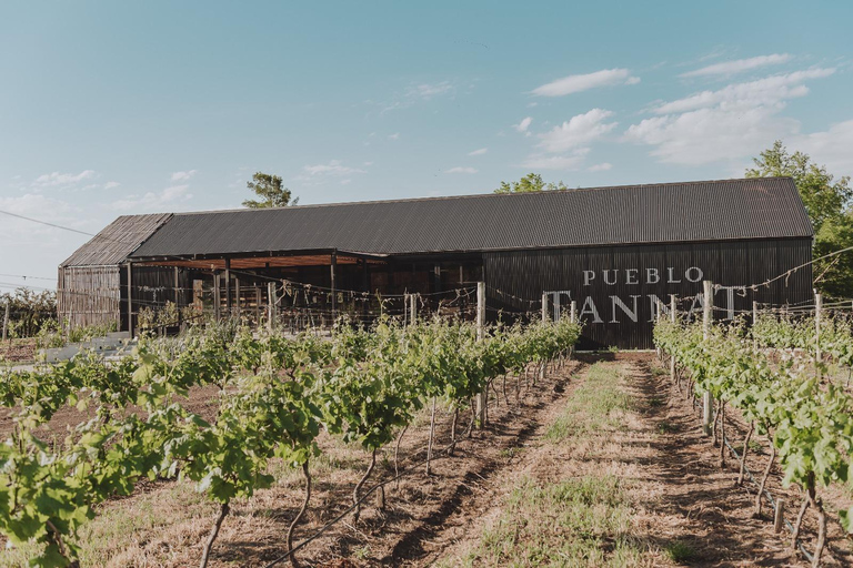 From Colonia: Pueblo Tannat Winery Experience Wine & Cheese Tasting