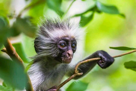 桑给巴尔：乔赞尼森林、库扎洞穴与蓝礁湖+海星探秘桑给巴尔：乔赞尼森林、库扎洞穴与蓝礁湖+海星