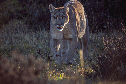Puma Tracking (Puma spotting) - Torres del Paine Puma Tracking (Puma Sighting) - Torres del Paine