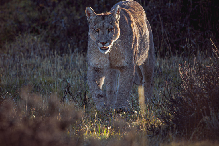 Puma Tracking (Puma spotting) - Torres del Paine Puma Tracking (Puma Sighting) - Torres del Paine
