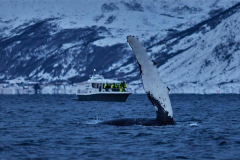 From Tromsø: Skjervoy Whale Watching RIB Boat Tour