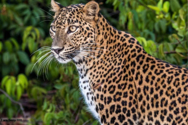 Mirissa: Safari de día completo con todo incluido en el Parque Nacional de Yala